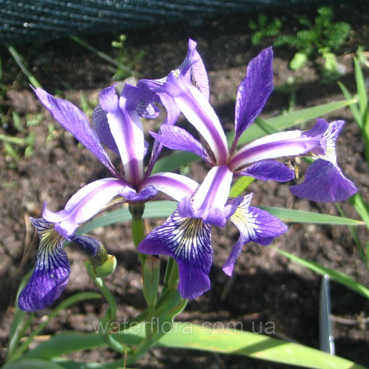 Ірис різнобарвний Жеральд Дербі — Iris versicolor Jerald Derbi