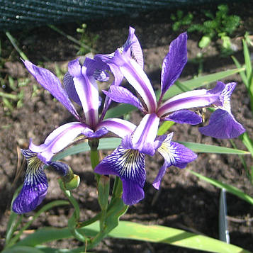 Ірис різнобарвний Жеральд Дербі — Iris versicolor Jerald Derbi