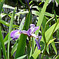 Ірис різнобарвний Жеральд Дербі — Iris versicolor Jerald Derbi, фото 2