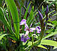 Ірис різнобарвний Жеральд Дербі — Iris versicolor Jerald Derbi, фото 3