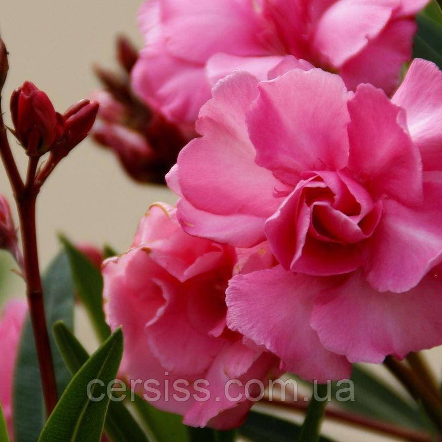 Олеандр рожевий махровий, Nerium oleander, фото 1