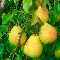 Груша Скарб