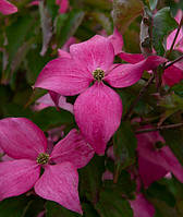 Японський квітучий кизил "Алий сонце".
Cornus kousa "Scarlet Fire".