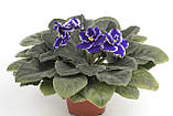 Rhapsodie Cora, фото 3