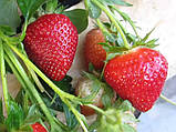 Полуниця 5 шт. "Корі" (Cory) великоплідний сорт, високі смакові якості, середній термін дозрівання, фото 2