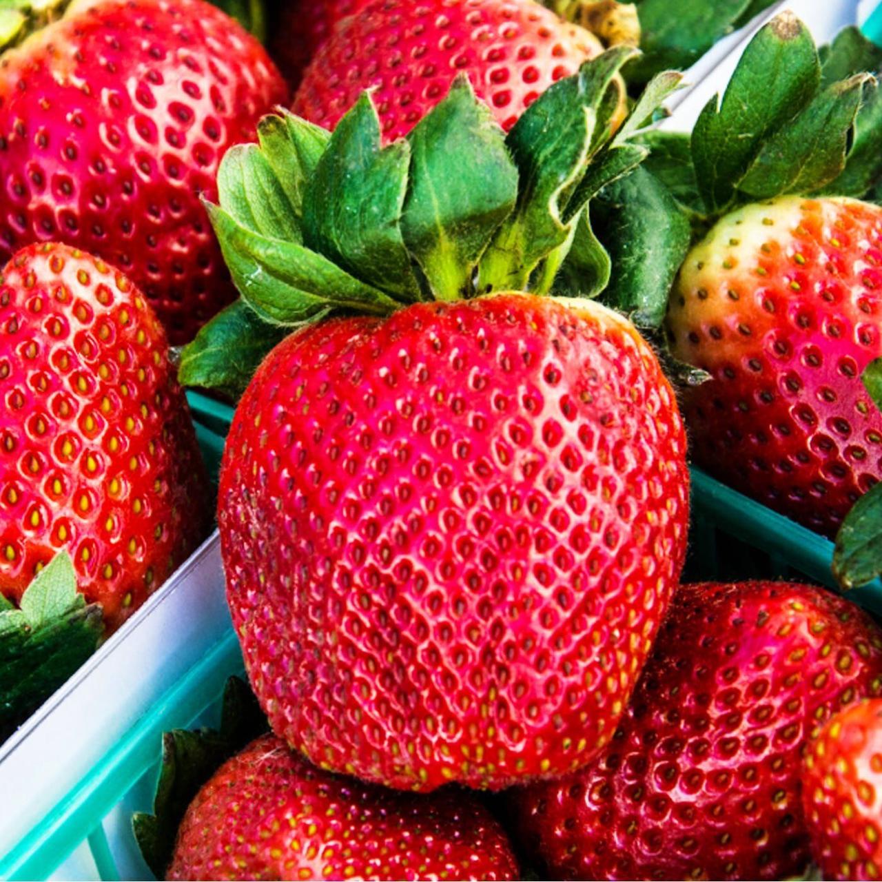 Полуниця "Королева Єлизавета" 5 шт. (ремонтантний сорт, ранній термін дозрівання), фото 1