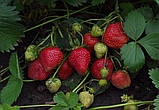 Полуниця "Королева Єлизавета" 5 шт. (ремонтантний сорт, ранній термін дозрівання), фото 3