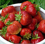 Полуниця "Гігантела" MAXI" 5 шт (середньоспірний термін дозрівання, великоплідний сорт), фото 2