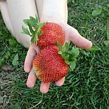 Полуниця "Гігантела" MAXI" 5 шт (середньоспірний термін дозрівання, великоплідний сорт), фото 3