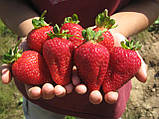 Полуниця "Альбіон" 5 шт. (ремонтантний великоплідний сорт), фото 3