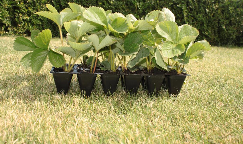 Ексклюзив!*СадBOX*5 (шт) з розсадою полуниці королівського смаку, фото 1