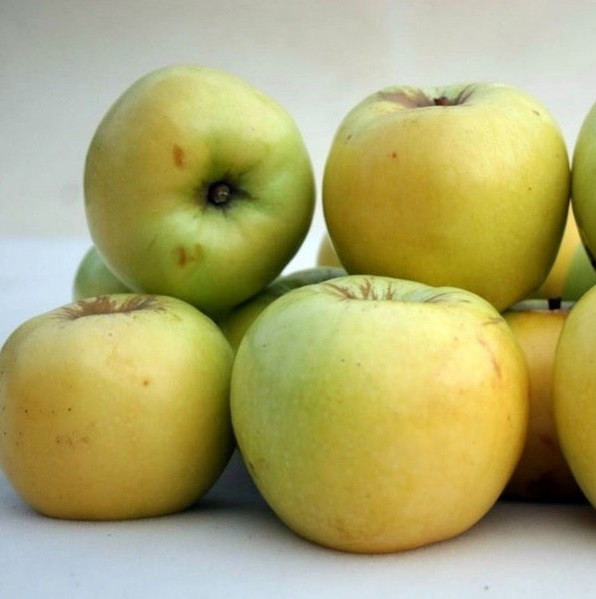 Саджанці яблуні "Антонівка"