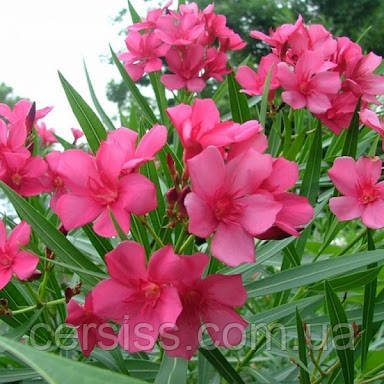 Олеандр рожевий, Nerium oleander, фото 1