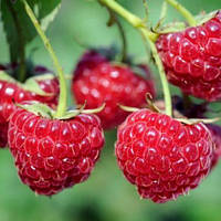 Малина Конек-Горбунок