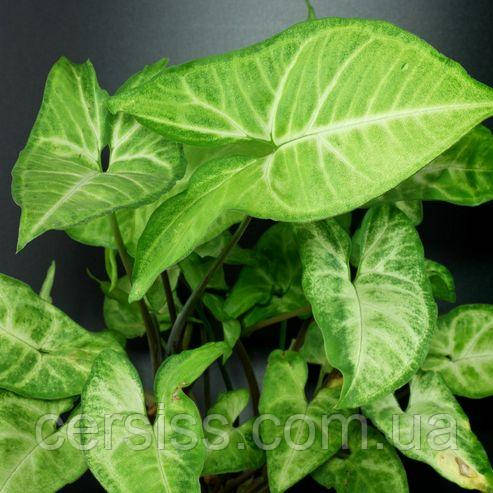 Сингоніум Вайт батерфляй Syngonium White Butterfly, фото 1