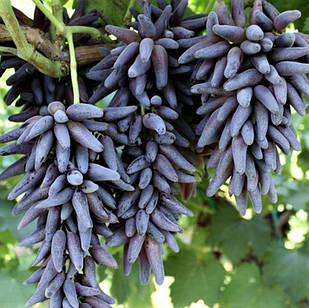 Саджанці Винограду Кишмиш Хеллоуїн Хелловін Halloween - раннього терміну, врожайний, транспортабельний