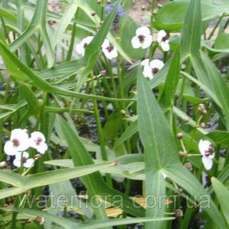 Стрілолист звичайний — Sagittaria sagittifolia