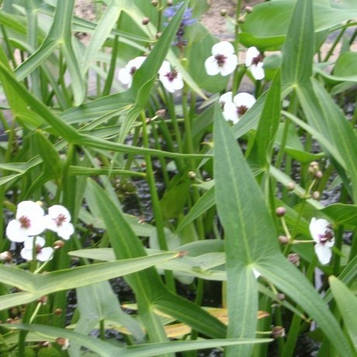 Стрілолист звичайний — Sagittaria sagittifolia