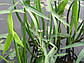 Стрілолист звичайний — Sagittaria sagittifolia, фото 2
