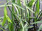 Стрілолист звичайний — Sagittaria sagittifolia, фото 3