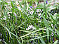 Стрілолист звичайний — Sagittaria sagittifolia, фото 3