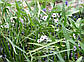 Стрілолист звичайний — Sagittaria sagittifolia, фото 4