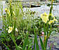 Ірис аіроподібний Бастарда — Iris pseudacorus bastardii, фото 2