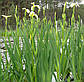 Ірис аіроподібний Бастарда — Iris pseudacorus bastardii, фото 4