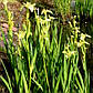 Ірис аіроподібний Бастарда — Iris pseudacorus bastardii, фото 5