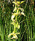Ірис аіроподібний Бастарда — Iris pseudacorus bastardii, фото 5
