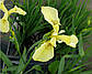 Ірис аіроподібний Бастарда — Iris pseudacorus bastardii, фото 7