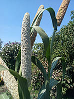 Пеннісетум (просо африканське) "Біле диво" (20 шт. насіння)