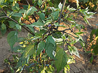 Перец острый Триколор (TRIСOLOR VARIEGATA) (семена 10 шт)