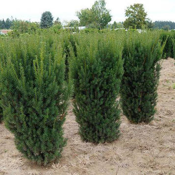Саджанці Тиса середнього Хикси (Taxus media Hicksii)