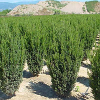 Саженцы Тиса ягодного Хилли (Taxus baccata Hillii)