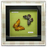 Метелики в рамці (30х30х3,5 см)(X03-3)