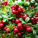 Жажанець Брусниця Санна, фото 2