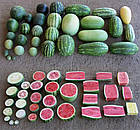 Кавун Суміш Длиннных і Овальних сортів Вдалий врожай 10 г, фото 2