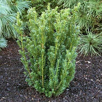 Саженцы Тиса ягодного Хилли (Taxus baccata Hillii)