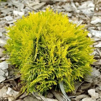 Саджанці Туї західної Амбер Глоу (Thuja occidentalis Amber Glow) Р9