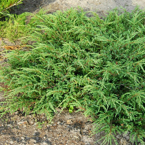 Саджанці Ялівцю звичайного Репанда (Juniperus communis Repanda) Р9