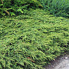 Саджанці Ялівцю звичайного Репанда (Juniperus communis Repanda) Р9, фото 2