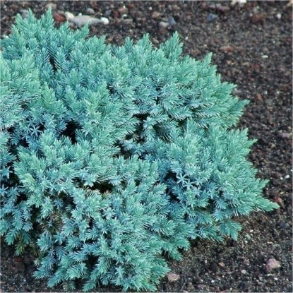 Саджанці Ялівцю лускатого Блю Компакт (Juniperus squamata Blue Compact) Р9