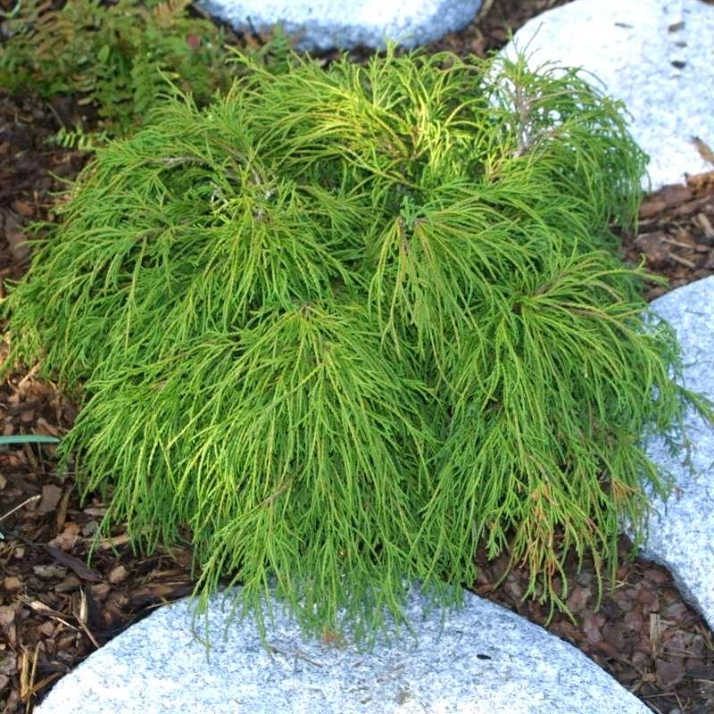 Саджанці Кипарисовика горохоплодного Філіфера Нана, 4-х річний (Chamaecyparis pisifera Filifera Nana) С3