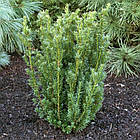 Саджанці Тиса середнього Хілі (Taxus media Hillii) Р9, фото 3