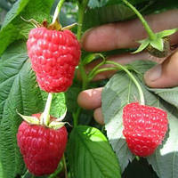 Малина Маравілла