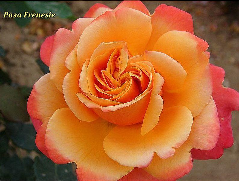 Троянда чайно-гібридна Frenesie (Френезія), фото 1