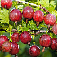 Крижівник Карамелька, саджанець