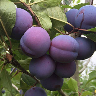 Саджанці Сливи Фриар (Friar) - середньо-пізнього терміну, диплоїдна, зимостійка