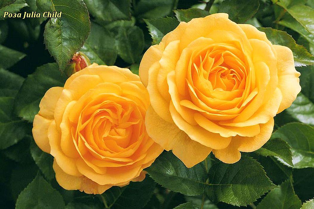 Троянда флорибунда Julia Child (Джулія Чайлд), фото 1